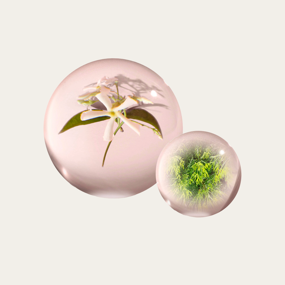 金盞茉莉淡香精