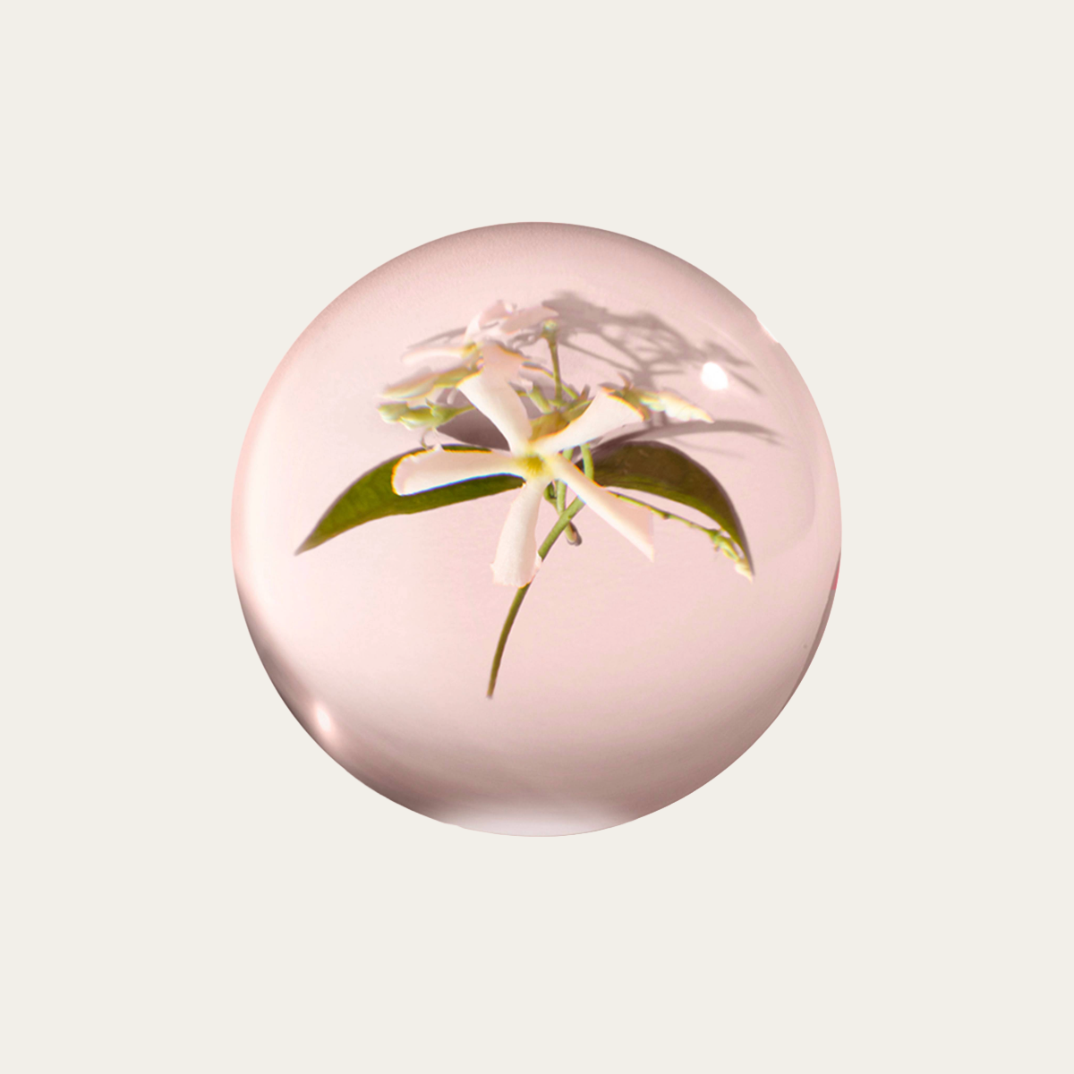 金盞茉莉沐浴膠